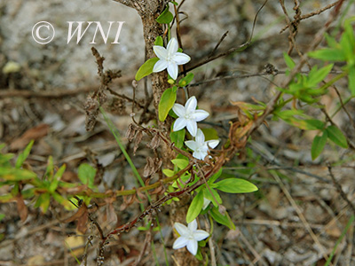 Havana Clustervine (Jacquemontia havanensis)